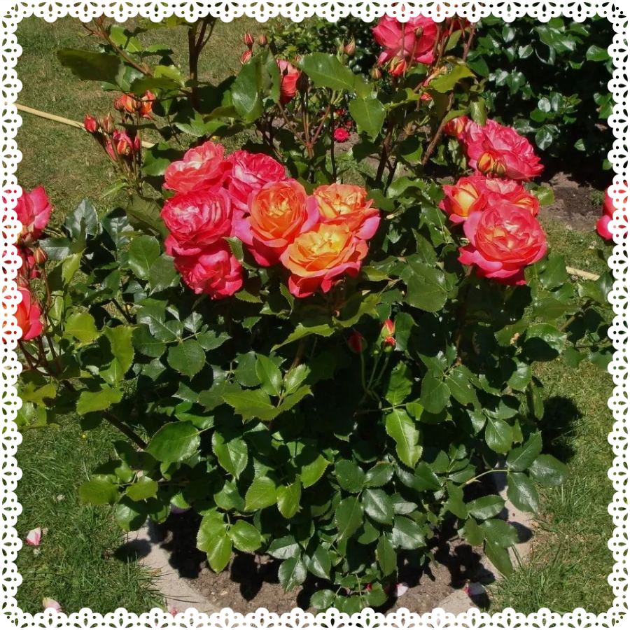 róża rabatowa Midsummer